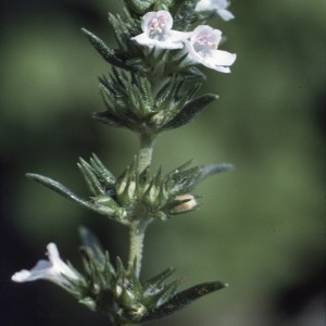 Photographie n°2133292 du taxon Satureja hortensis L. [1753]