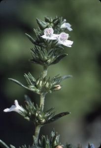 Liliane Roubaudi, le 24 août 2000 (Lamalou-les-Bains)