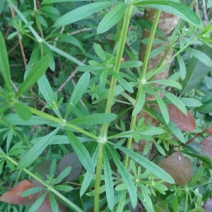 Photographie n°2133336 du taxon Galium aparine L. [1753]