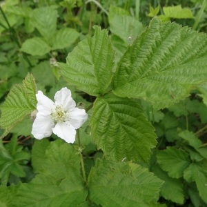 Photographie n°2133351 du taxon Rubus caesius L. [1753]