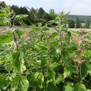 Photographie n°2133368 du taxon Urtica dioica L. [1753]