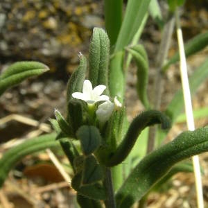 Photographie n°2133412 du taxon Buglossoides arvensis (L.) I.M.Johnst. [1954]