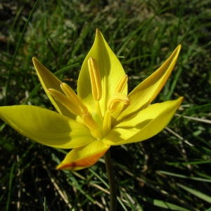 Photographie n°2133413 du taxon Tulipa sylvestris subsp. australis (Link) Pamp. [1914]
