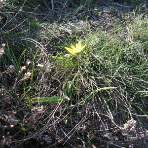 Photographie n°2133416 du taxon Tulipa sylvestris subsp. australis (Link) Pamp. [1914]