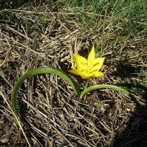 Photographie n°2133417 du taxon Tulipa sylvestris subsp. australis (Link) Pamp. [1914]