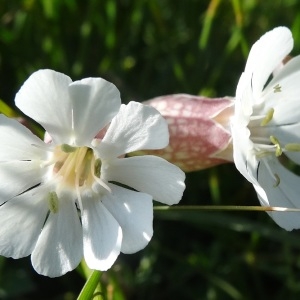 Photographie n°2133442 du taxon Silene uniflora Roth