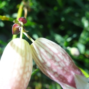 Photographie n°2133444 du taxon Silene uniflora Roth