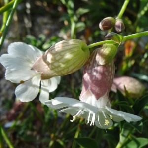 Photographie n°2133445 du taxon Silene uniflora Roth