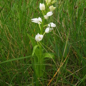 Photographie n°2133478 du taxon Cephalanthera longifolia (L.) Fritsch [1888]