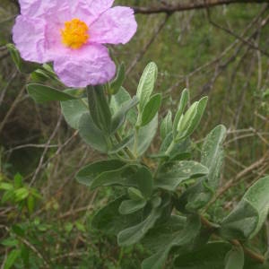 Photographie n°2133482 du taxon Cistus albidus L. [1753]