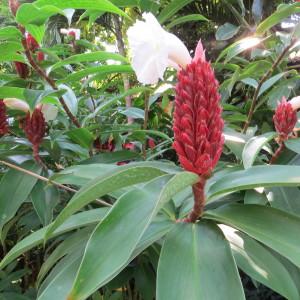 Photographie n°2133705 du taxon Costus speciosus (J.Koenig) Sm.