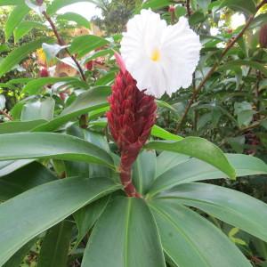 Photographie n°2133706 du taxon Costus speciosus (J.Koenig) Sm.