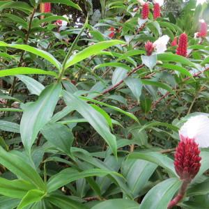  - Costus speciosus (J.Koenig) Sm.