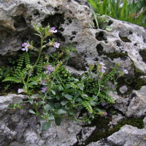 Photographie n°2133710 du taxon Chaenorhinum origanifolium (L.) Kostel. [1844]