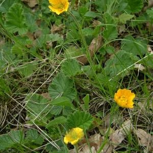 Photographie n°2133713 du taxon Geum sylvaticum Pourr. [1788]