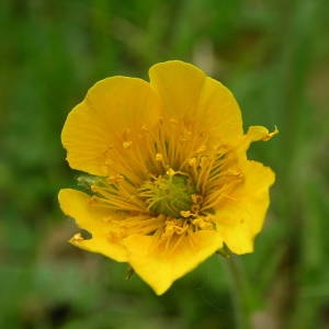 Photographie n°2133714 du taxon Geum sylvaticum Pourr. [1788]