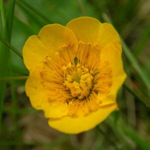 Photographie n°2133715 du taxon Geum sylvaticum Pourr. [1788]