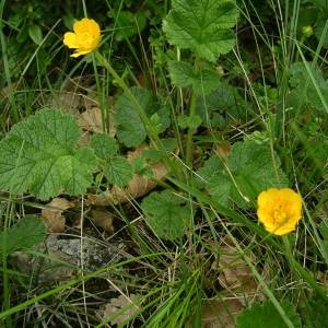 Photographie n°2133716 du taxon Geum sylvaticum Pourr. [1788]