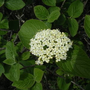 Photographie n°2133720 du taxon Viburnum lantana L. [1753]