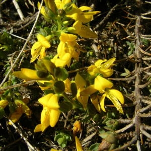 Photographie n°2133785 du taxon Genista anglica L. [1753]