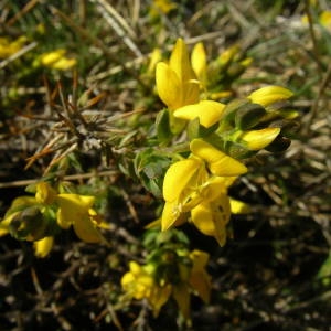 Photographie n°2133786 du taxon Genista anglica L. [1753]