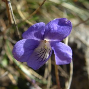 Photographie n°2133788 du taxon Viola riviniana Rchb. [1823]