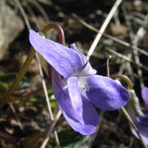 Photographie n°2133789 du taxon Viola riviniana Rchb. [1823]