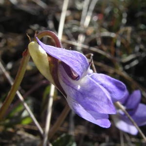 Photographie n°2133790 du taxon Viola riviniana Rchb. [1823]