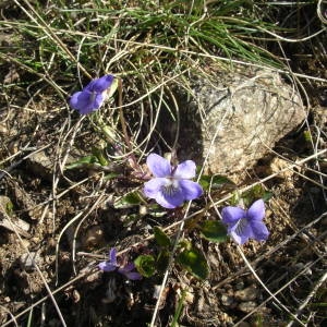 Photographie n°2133791 du taxon Viola riviniana Rchb. [1823]