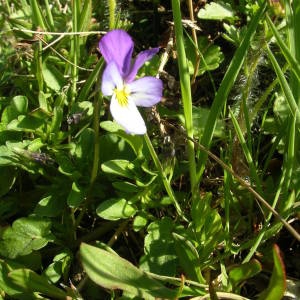 Photographie n°2133792 du taxon Viola tricolor L. [1753]