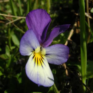 Photographie n°2133793 du taxon Viola tricolor L. [1753]