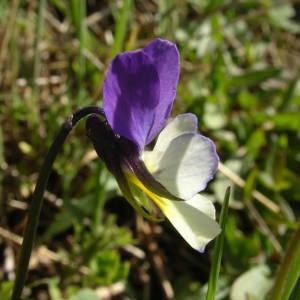 Photographie n°2133794 du taxon Viola tricolor L. [1753]