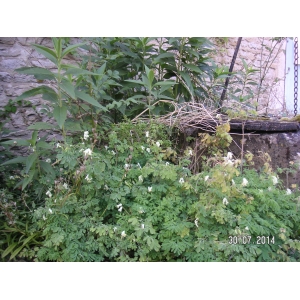 Pseudofumaria alba (Mill.) Lidén subsp. alba (Corydale jaunâtre)
