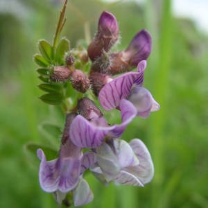 Photographie n°2133822 du taxon Vicia sepium L. [1753]