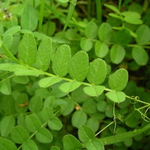 Photographie n°2133823 du taxon Vicia sepium L. [1753]