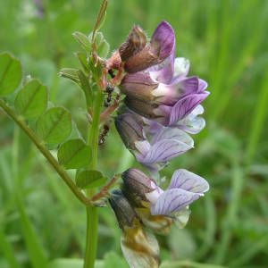 Photographie n°2133824 du taxon Vicia sepium L. [1753]