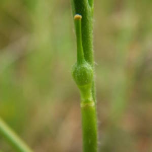 Photographie n°2133837 du taxon Rapistrum rugosum (L.) All. [1785]