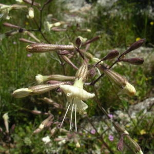 Photographie n°2133841 du taxon Silene italica (L.) Pers. [1805]