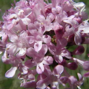 Photographie n°2133845 du taxon Valeriana tuberosa L. [1753]