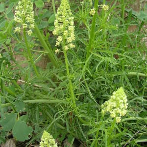 Photographie n°2133846 du taxon Reseda lutea L. [1753]