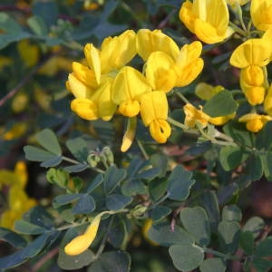 Photographie n°2133894 du taxon Coronilla glauca L. [1755]