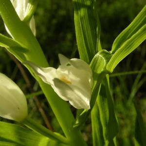 Photographie n°2133923 du taxon Cephalanthera longifolia (L.) Fritsch [1888]