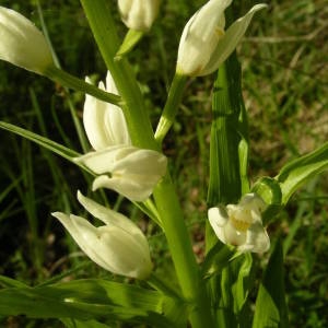 Photographie n°2133925 du taxon Cephalanthera longifolia (L.) Fritsch [1888]