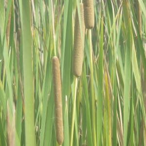  - Typha domingensis Pers.