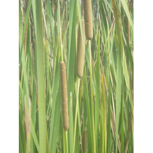 Typha domingensis Pers.