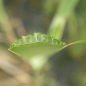  - Typha domingensis Pers.