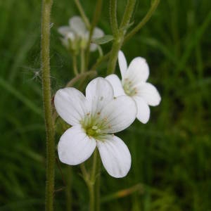 Photographie n°2134014 du taxon Saxifraga granulata L. [1753]