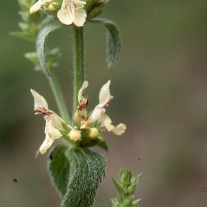 Photographie n°2134040 du taxon Stachys recta L.