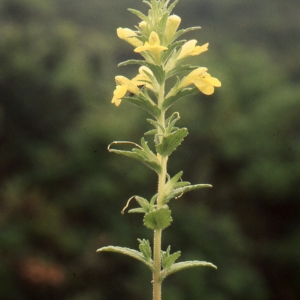 Photographie n°2134041 du taxon Stachys recta L.