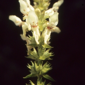 Photographie n°2134042 du taxon Stachys recta L.